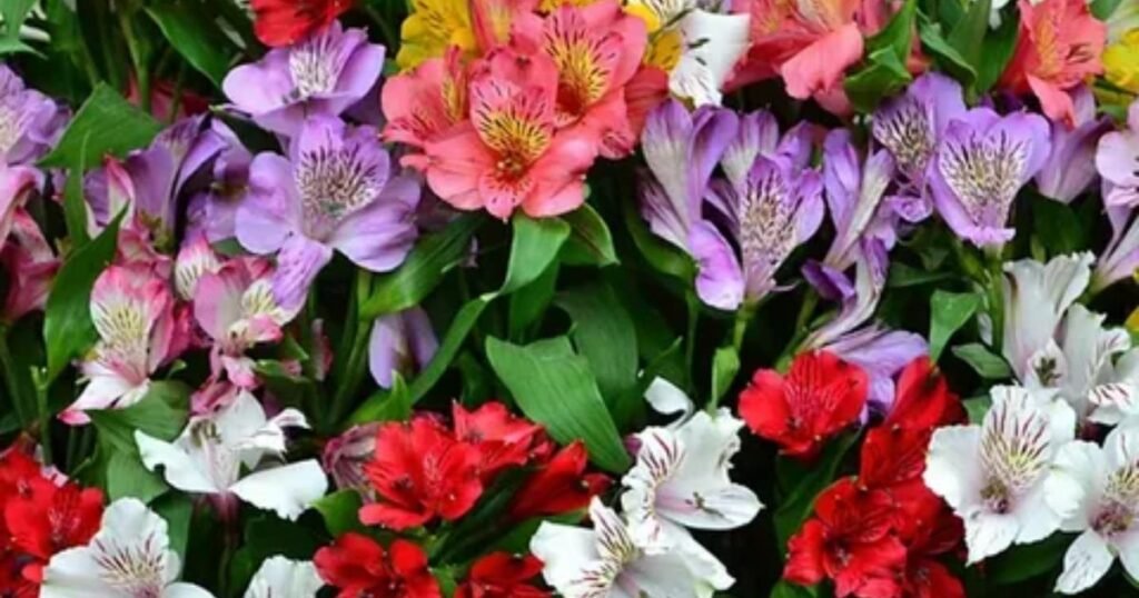 Alstroemeria