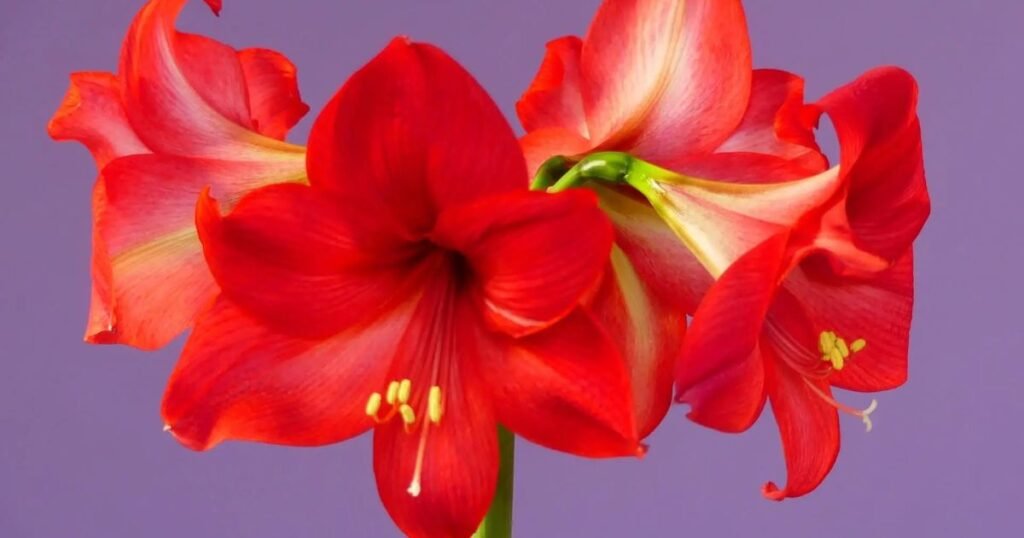 Amaryllis 