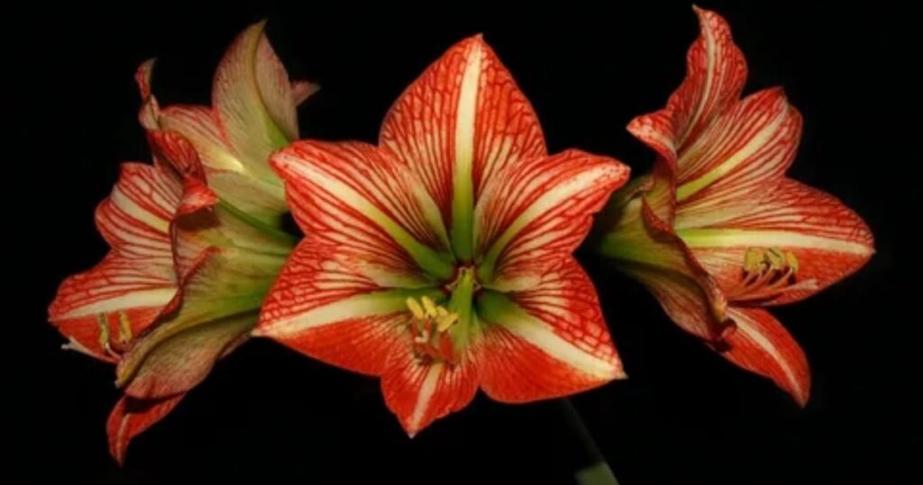 Amaryllis