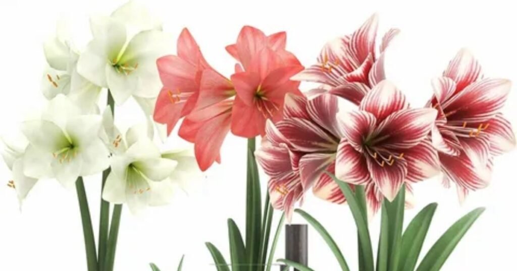 Amaryllis Flower Facts