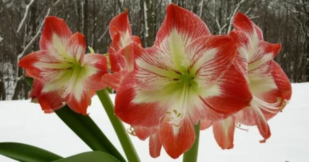 Amaryllis Flower Symbolism