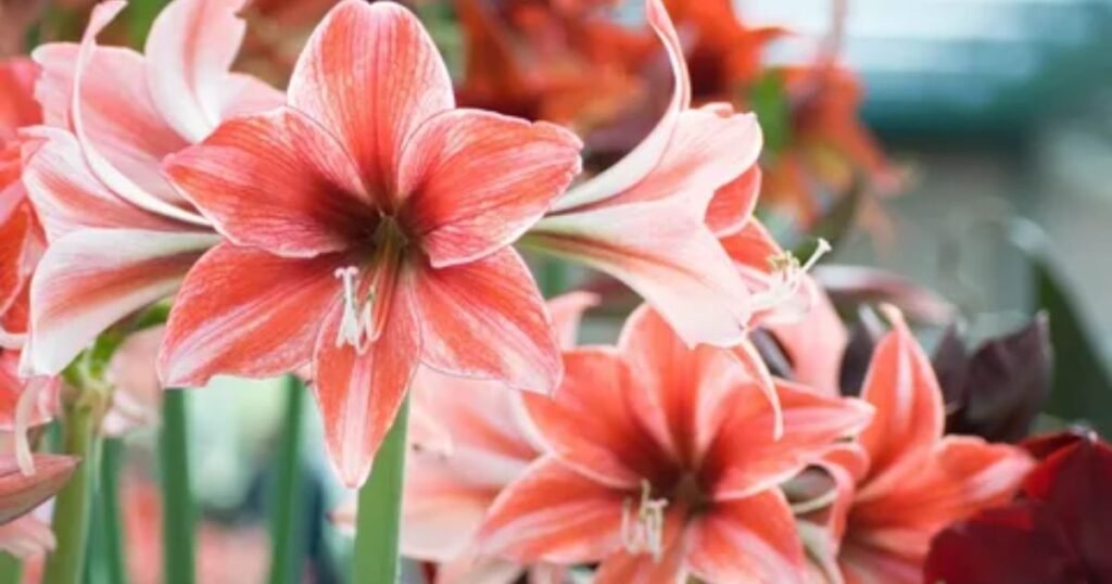 Amaryllis: The Bloom of Radiance