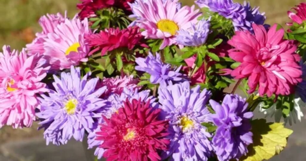 Asters