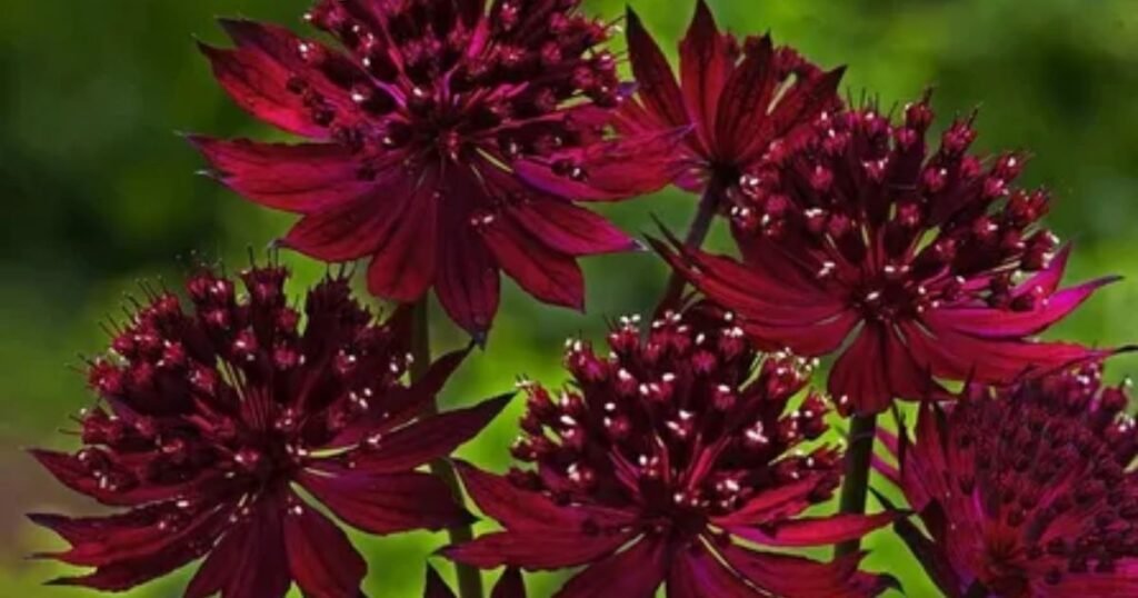 Astrantia