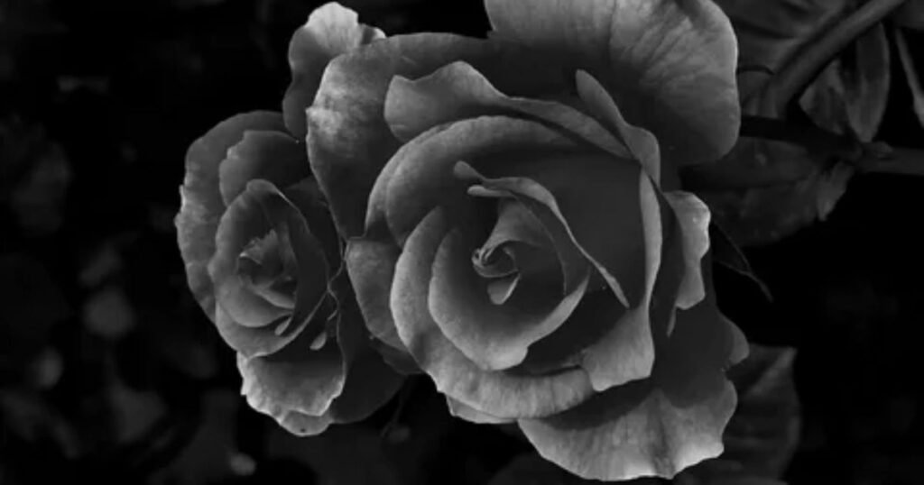 Black Rose