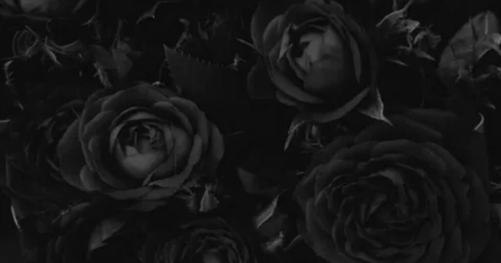 Black Roses: Love and Loss