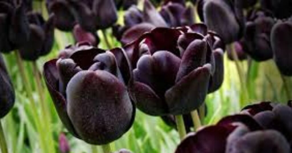 Black Tulip Proper Occasions