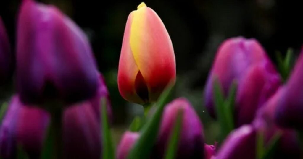 Black Tulip as Power and Strength