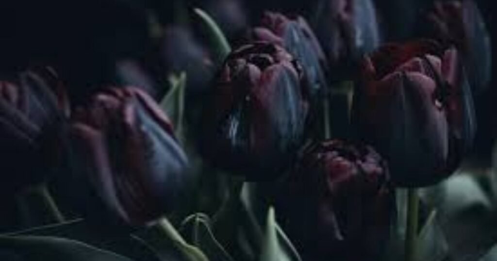 Black Tulip as Elegance and Sophistication