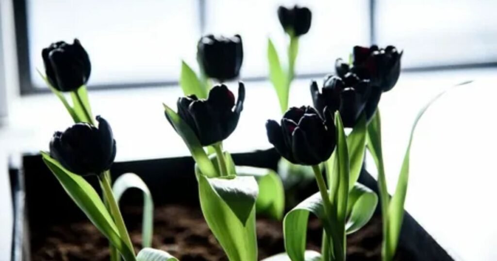 Black Tulips in Different Cultures