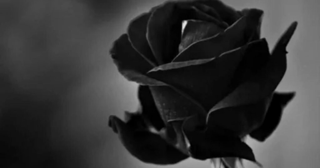 Black rose