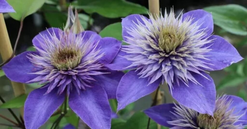 Blue Clematis