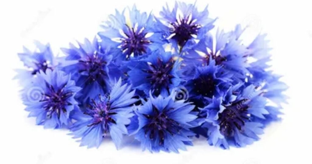 Blue Cornflowers I Always Remember You