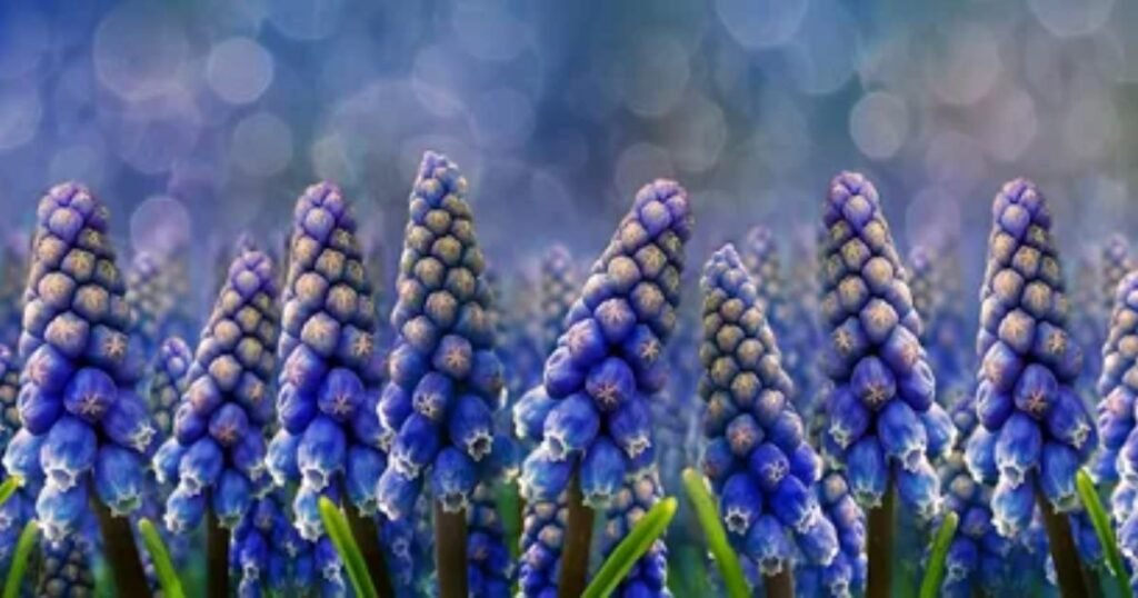 Blue Hyacinths - Flowers That Mean Loyalty