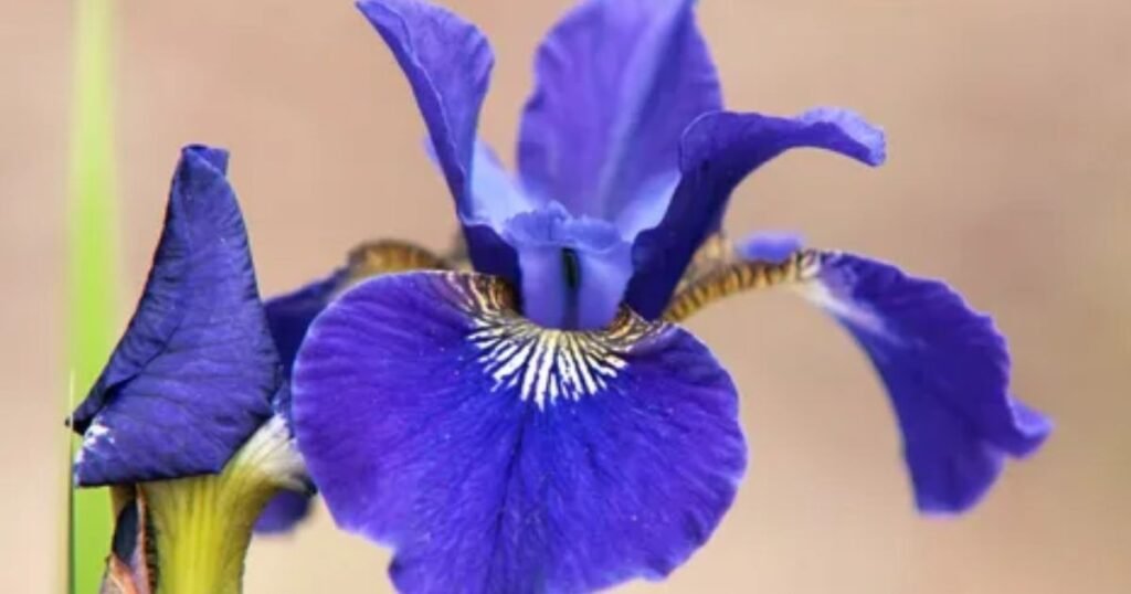 Blue Iris