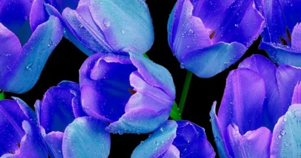 Blue Tulips Meanings