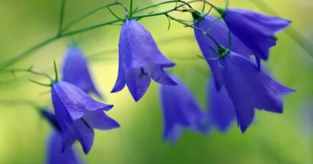 Bluebells