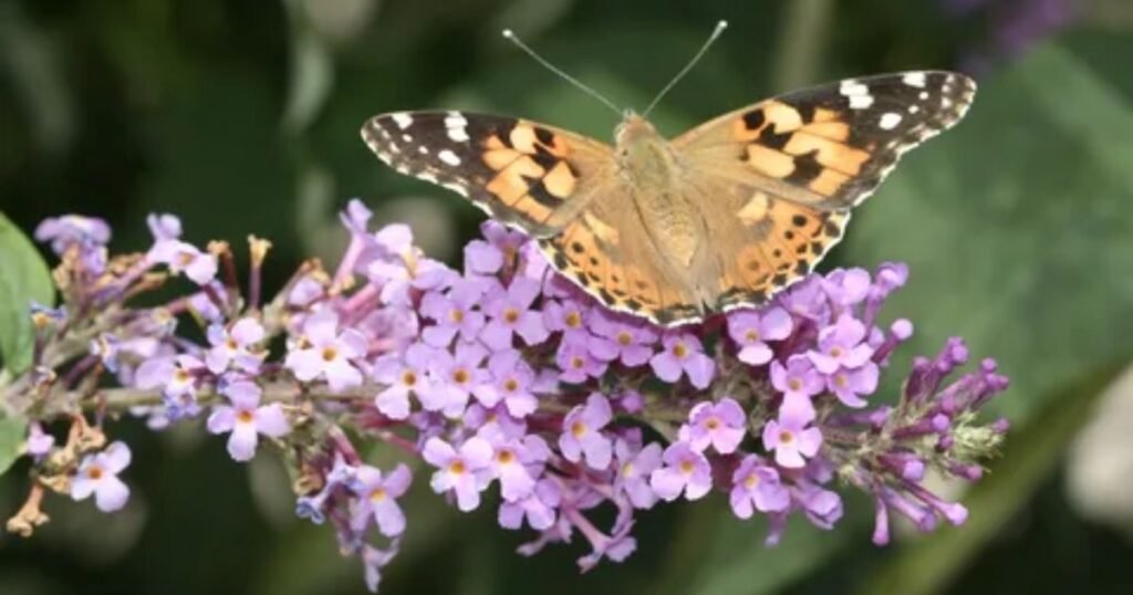 Butterfly Bush (Buddleja)