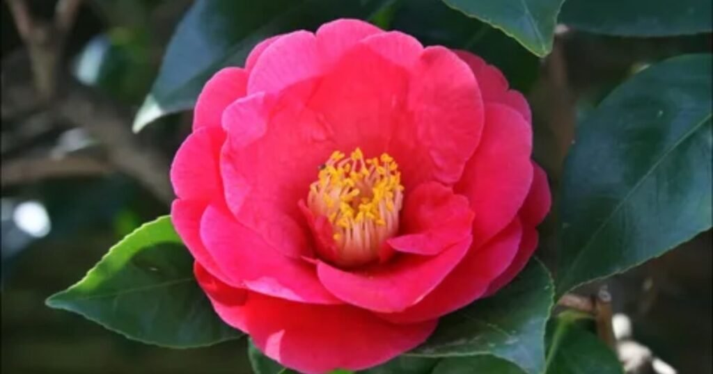 Camellia Flower History and Origin