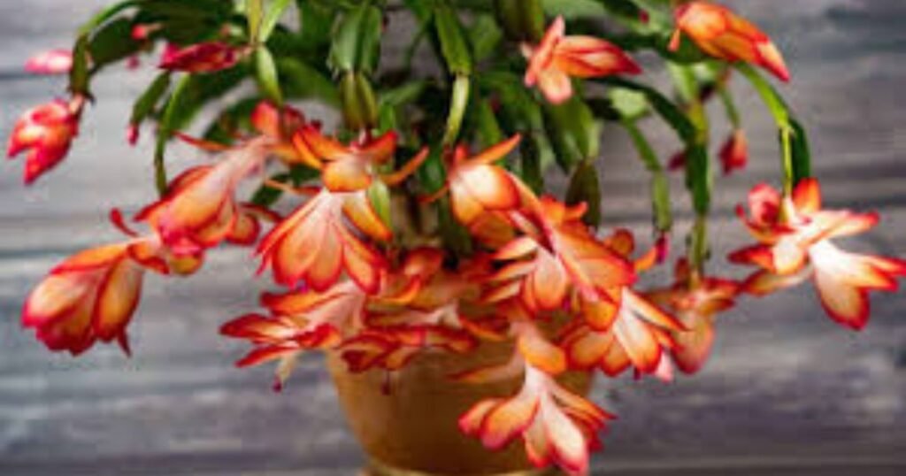  Christmas Cactus