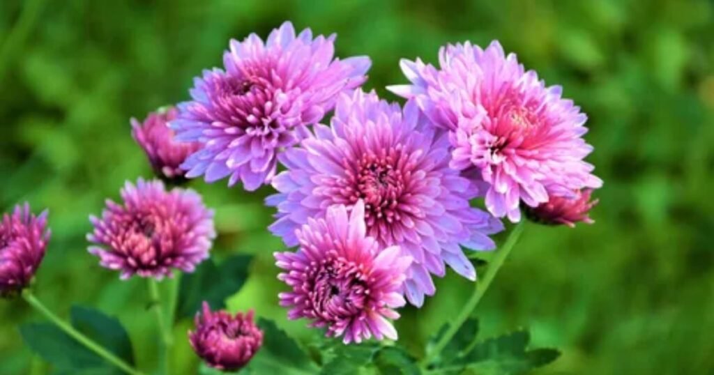 Chrysanthemum