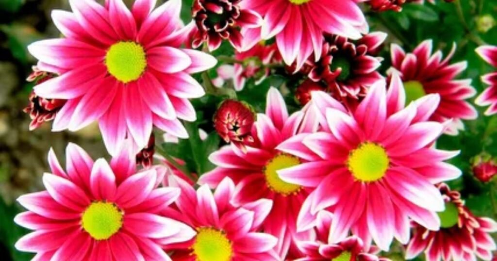 Chrysanthemums: A Symbol of Grief 