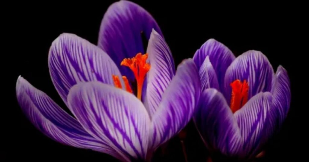 Crocus Flower