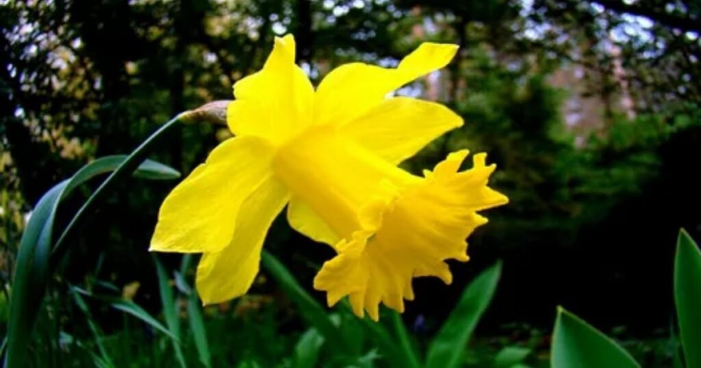 Daffodil Flower