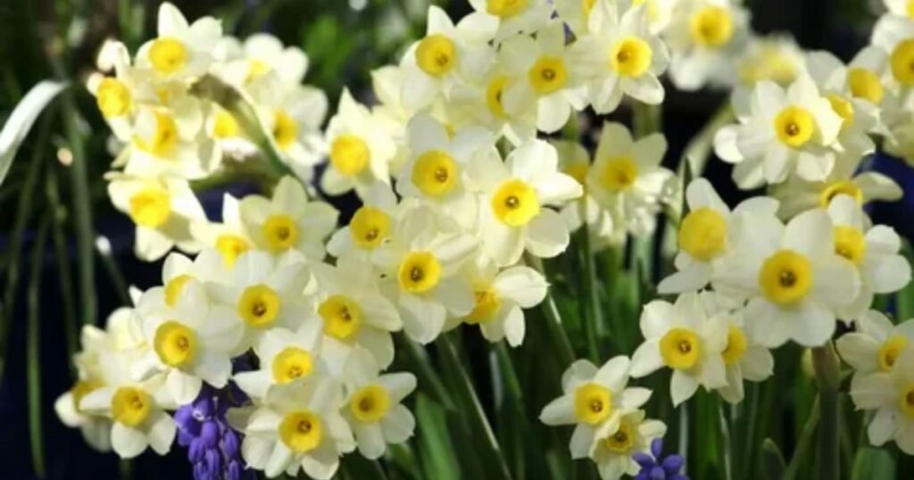 Daffodils