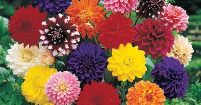 Dahlia Flower Meaning and Symbolism: Grace in Every Petal