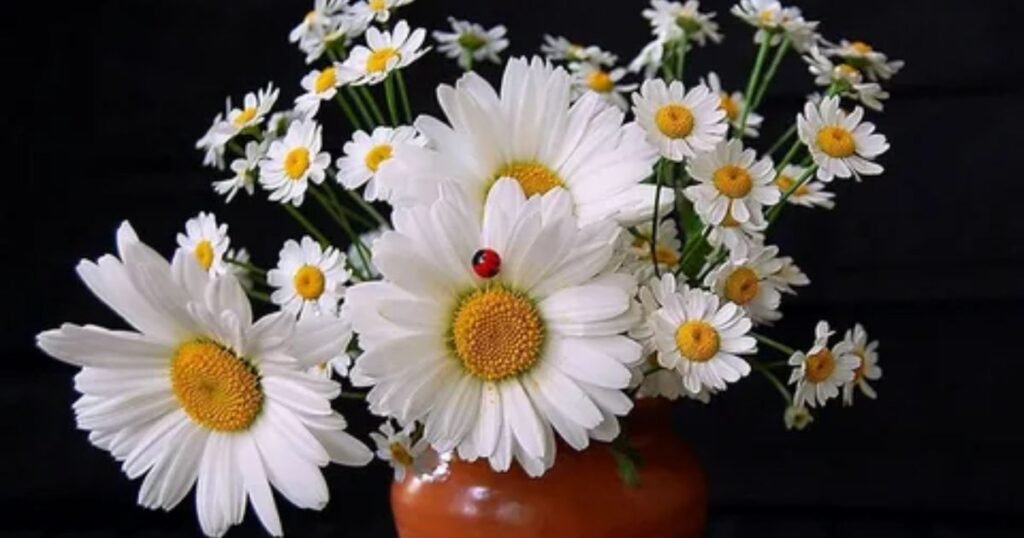 Daisies: A Fresh Start 