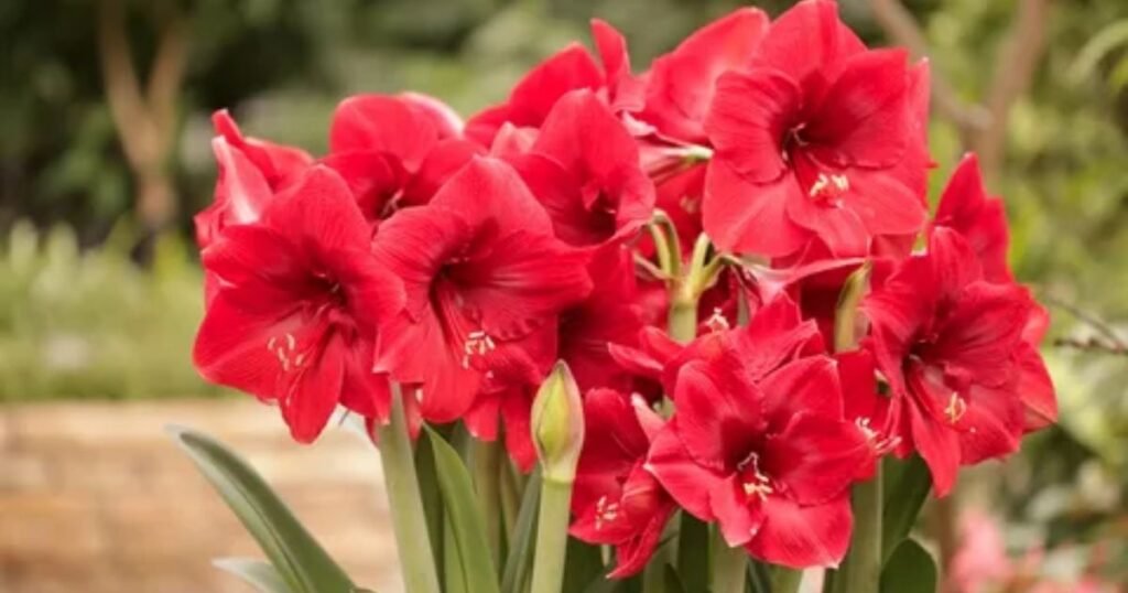 Deep Red Amaryllis Flower Meaning 