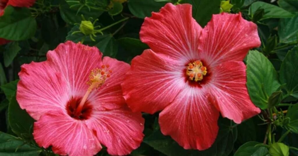 Deep Red Hibiscus Flower