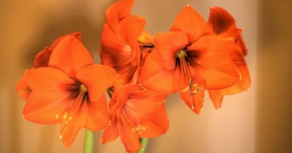 Etymological Meaning of the Amaryllis Flower