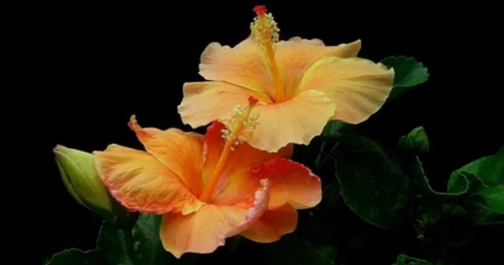 Etymological Meaning of the Hibiscus Flower