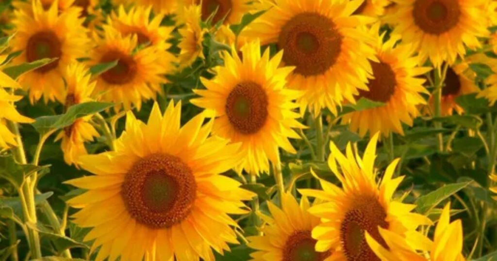 Flowers that Symbolize Strength
