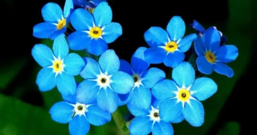 Forget-Me-Not You are Unforgettable