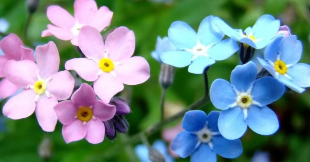 Forget-Me-Nots