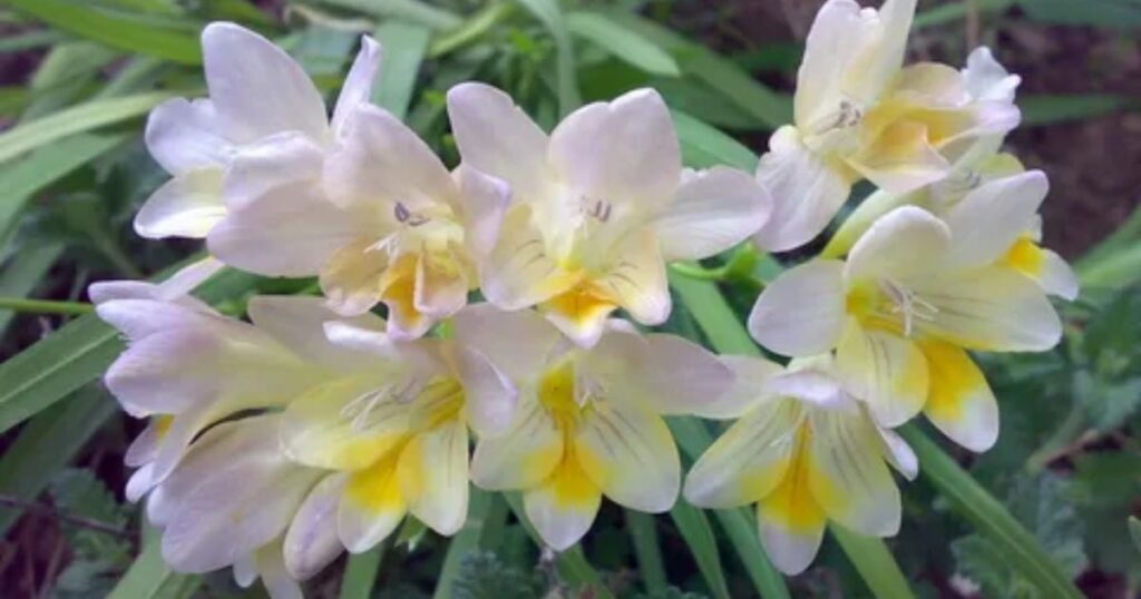 Freesia