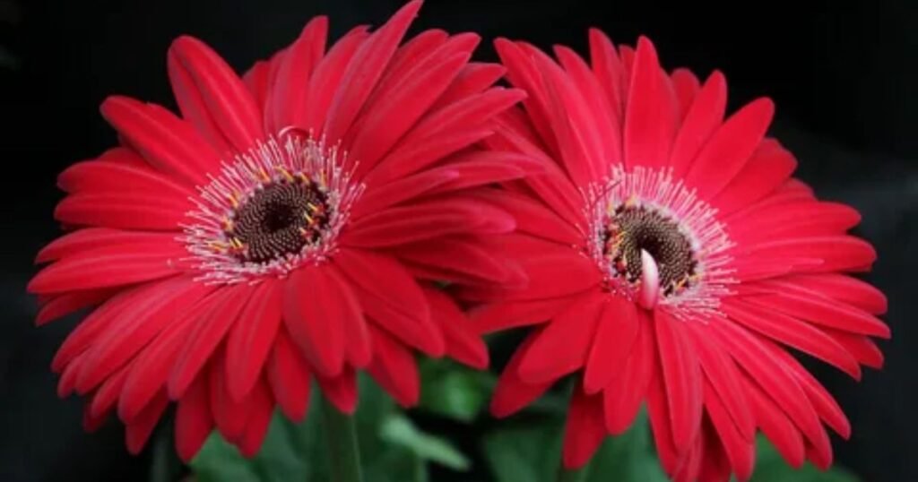 Gerbera Jamesonii (Gerbera Daisy)