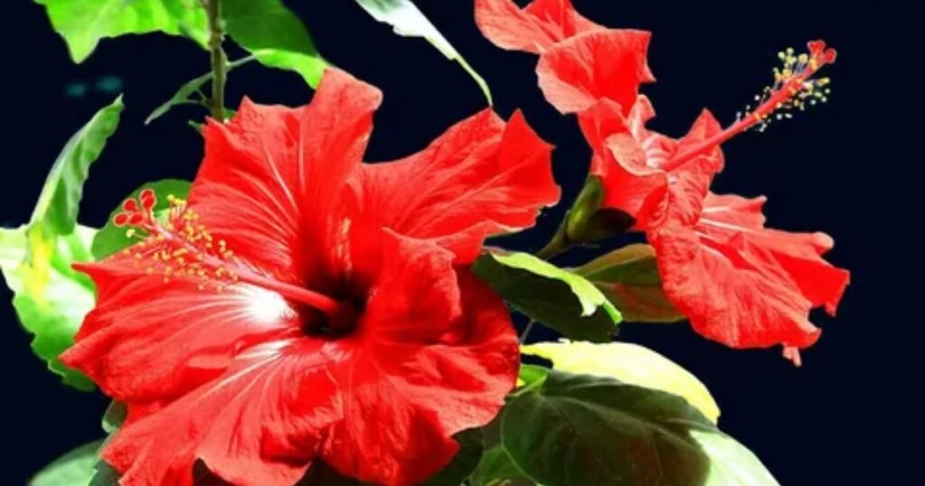 Hibiscus Flower Meanings