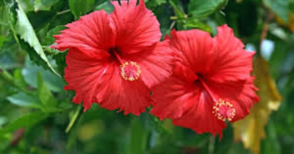 Hibiscus Flower Message