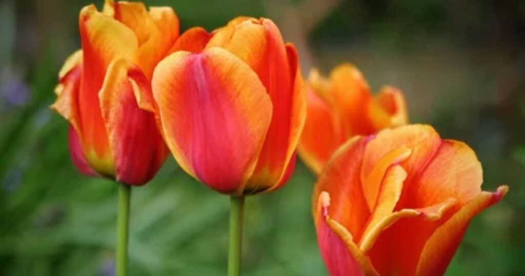 Historical Significance of Orange Tulip 