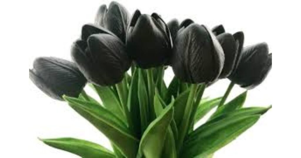 Incorporating Black Tulips in Your Garden