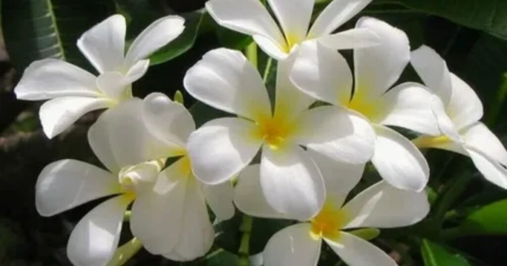 Jasmine Flower Hidden Meanings