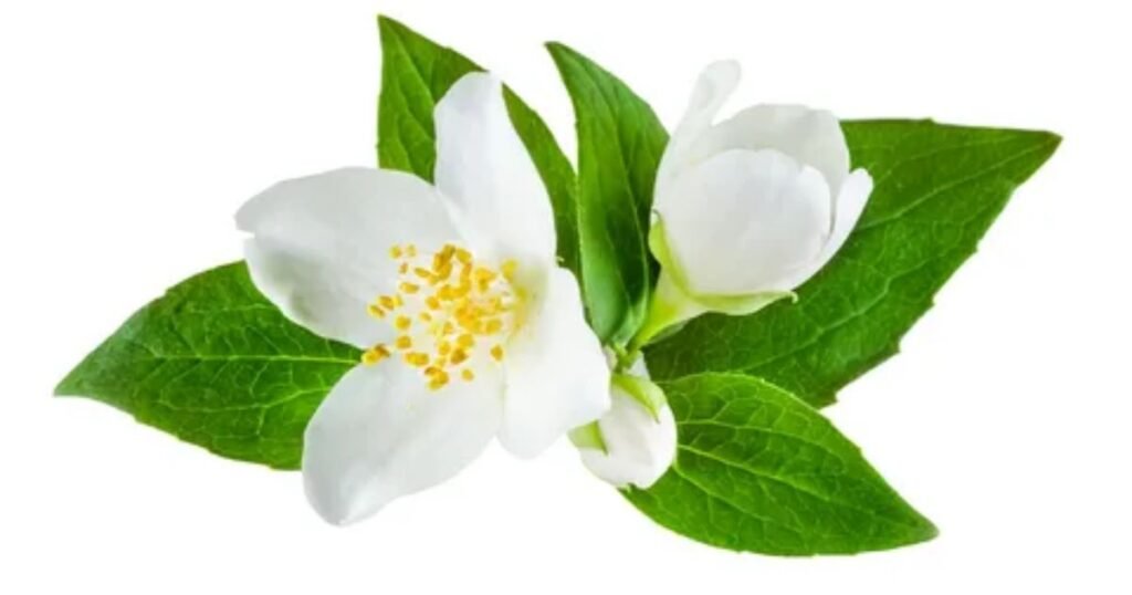 Jasmine Flowers Representing Spiritual Awakening