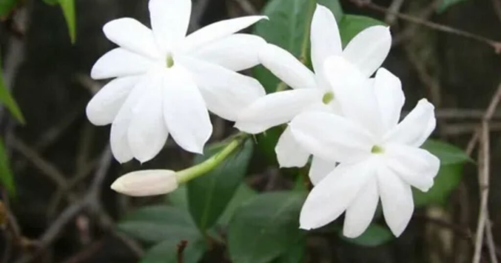 Jasmine Flowers as a Symbol of Purity and Innocence