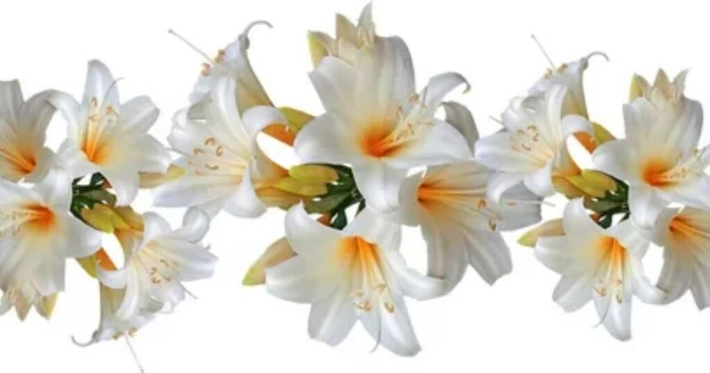  Lilies: Mourning and Remembrance