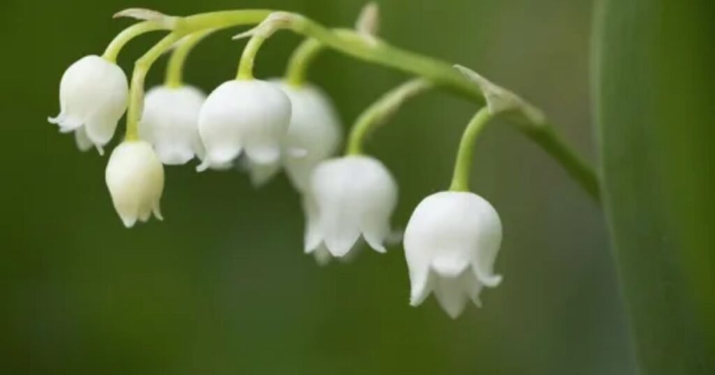 Lily of the Valley