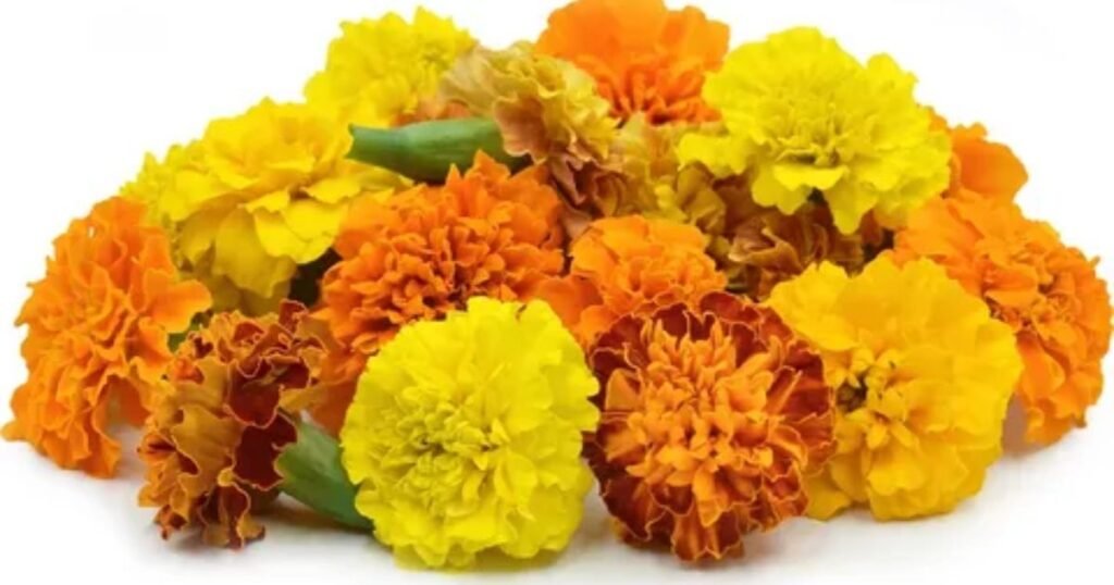 Marigolds  You are to be Honored